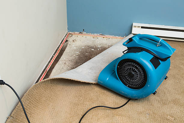 Best Flood damage cleanup  in Lincoln, MT
